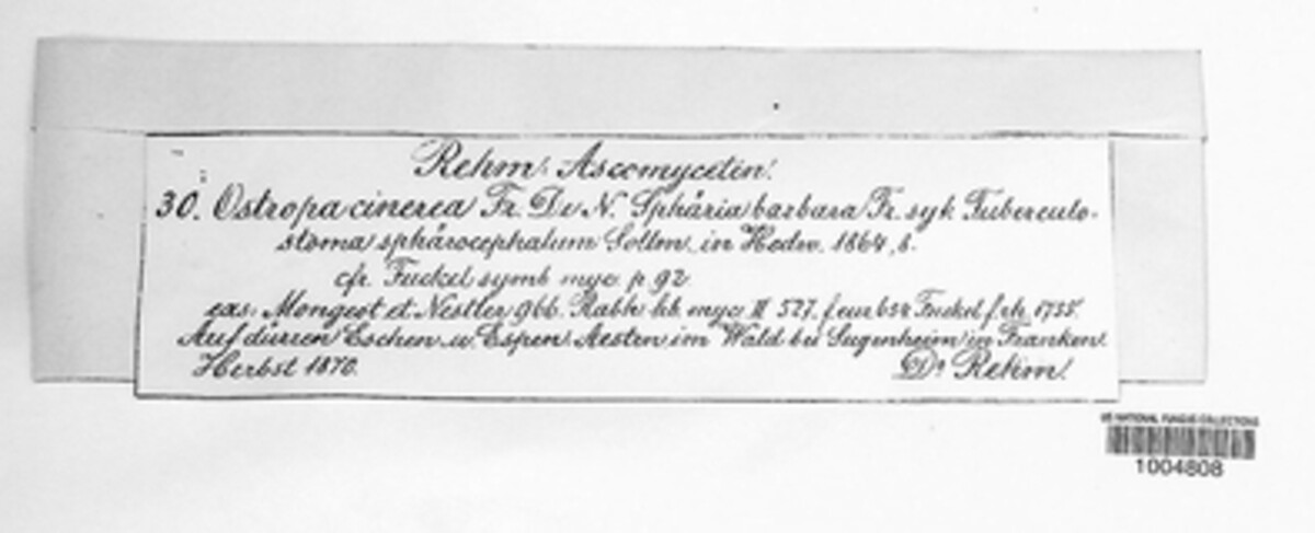 Ostropa barbara image
